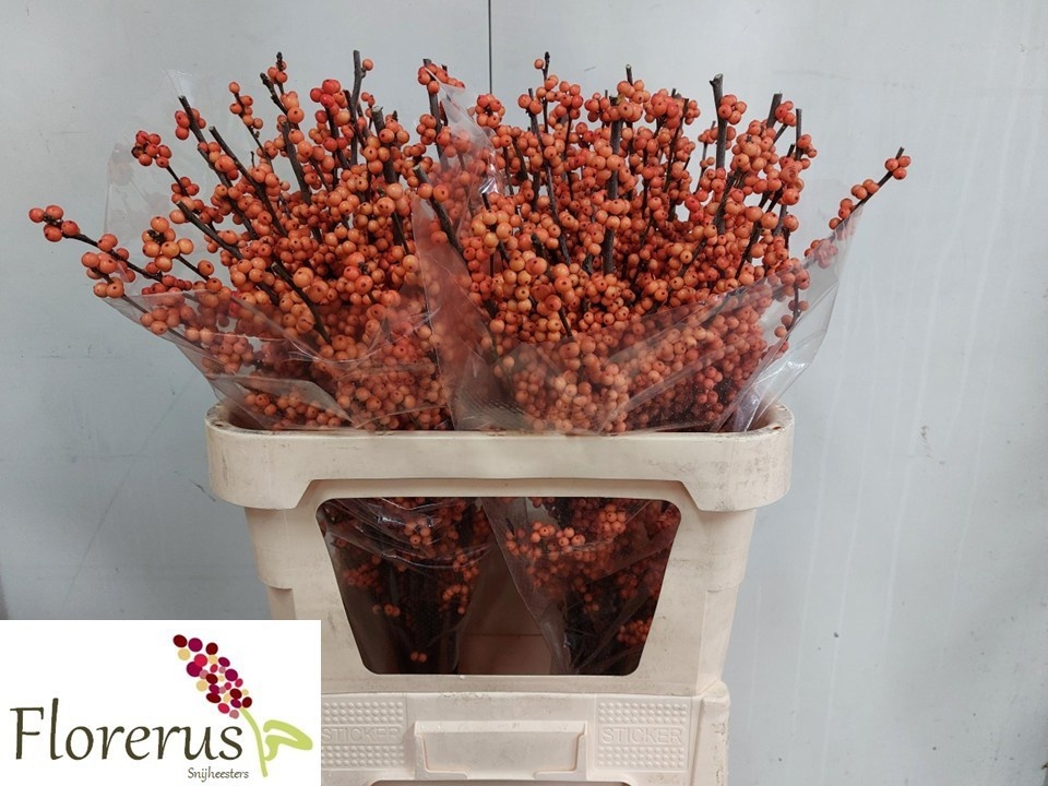 Ilex Winter Gold 80cm