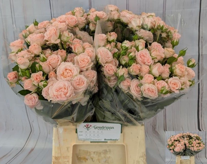 Rosa Spr Bombastic 50cm