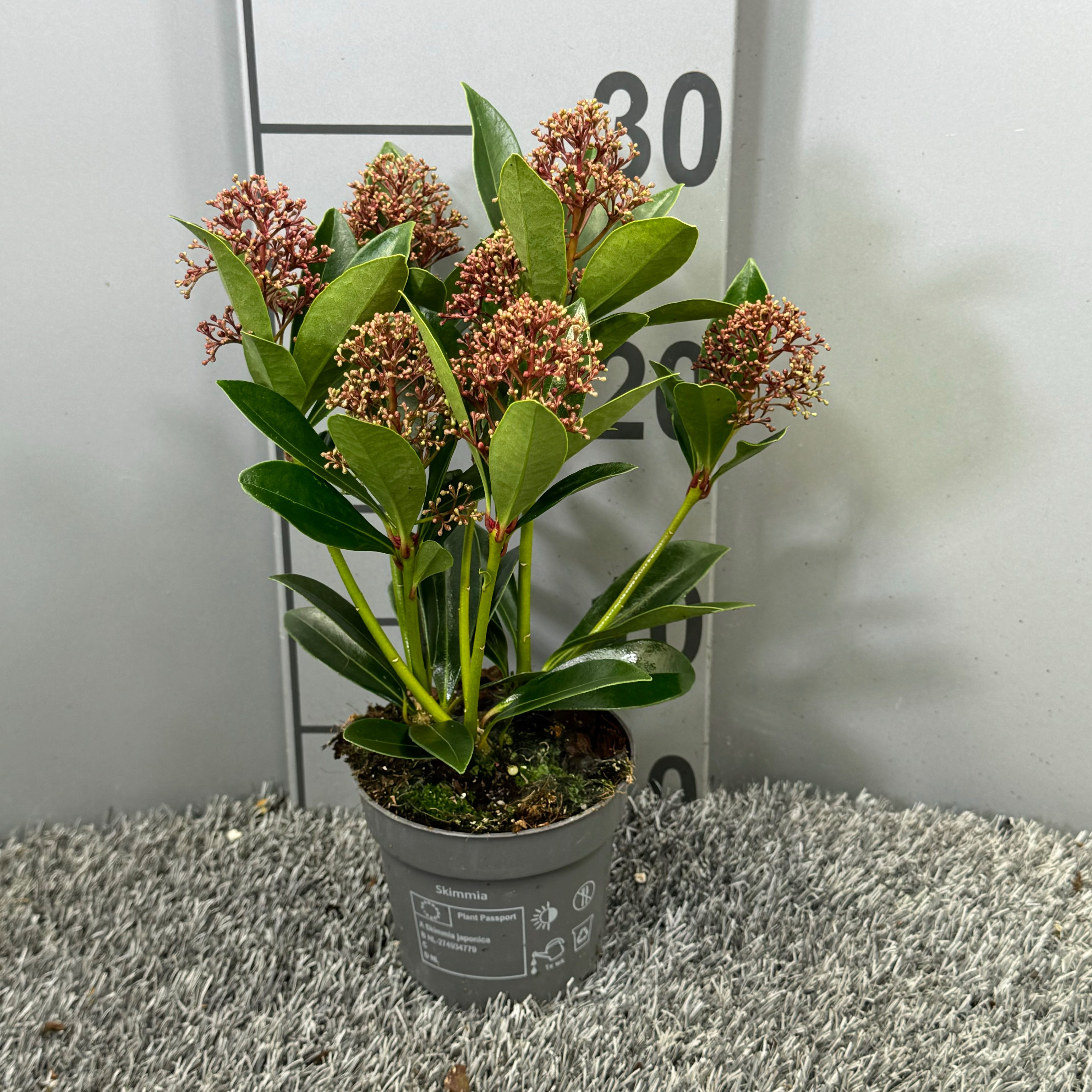 Picture of Skimmia japonica Antarctica P10.5