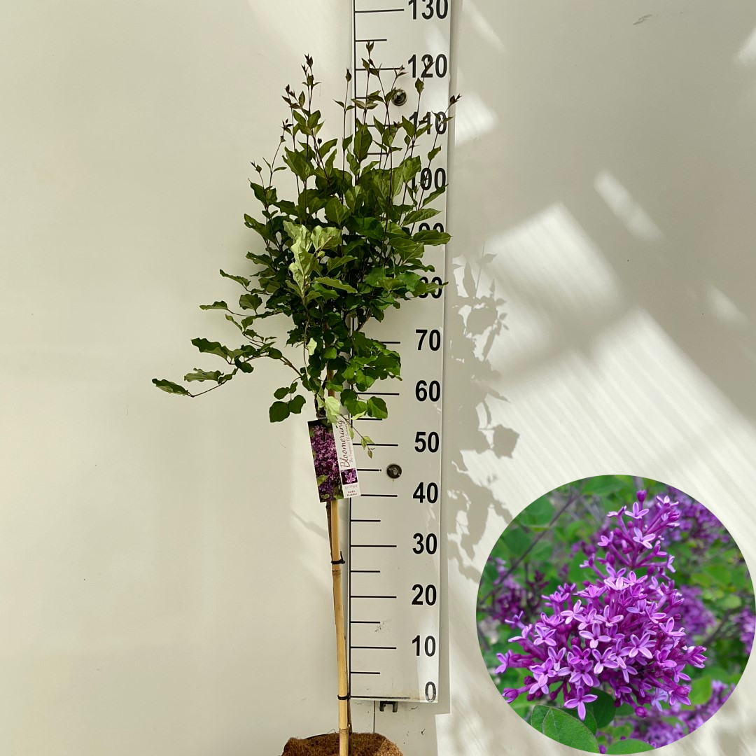 Syringa Bloomerang® Dark Purple ('SMSJBP7') stam