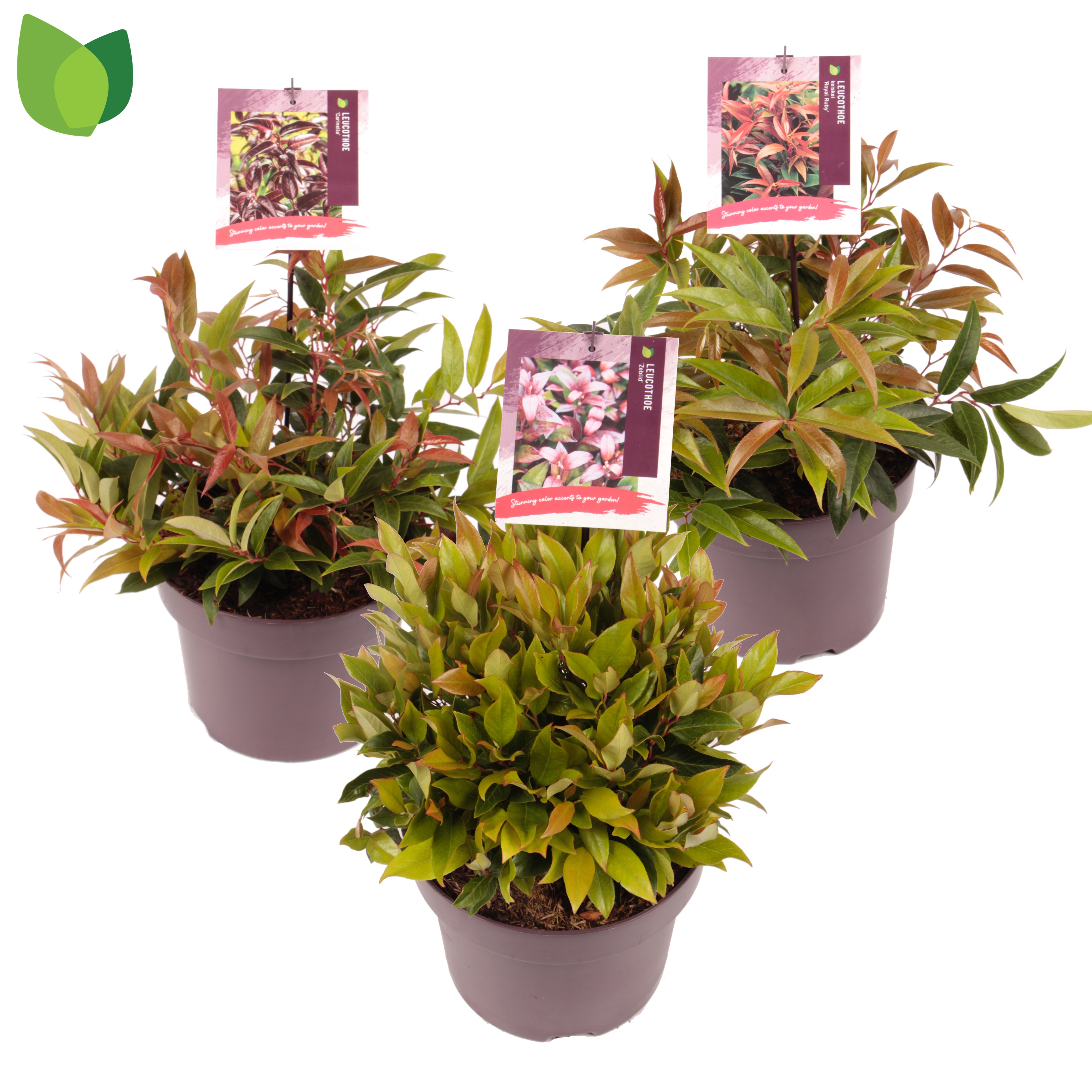 Picture of Leucothoe in varieties P23 (5 Ltr) 30CM