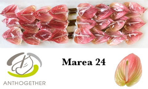 Anth A Marea