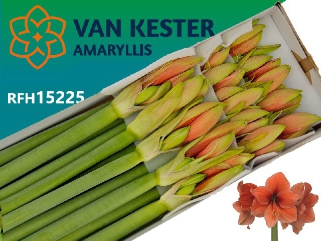 Hippeastrum Desire 4bl