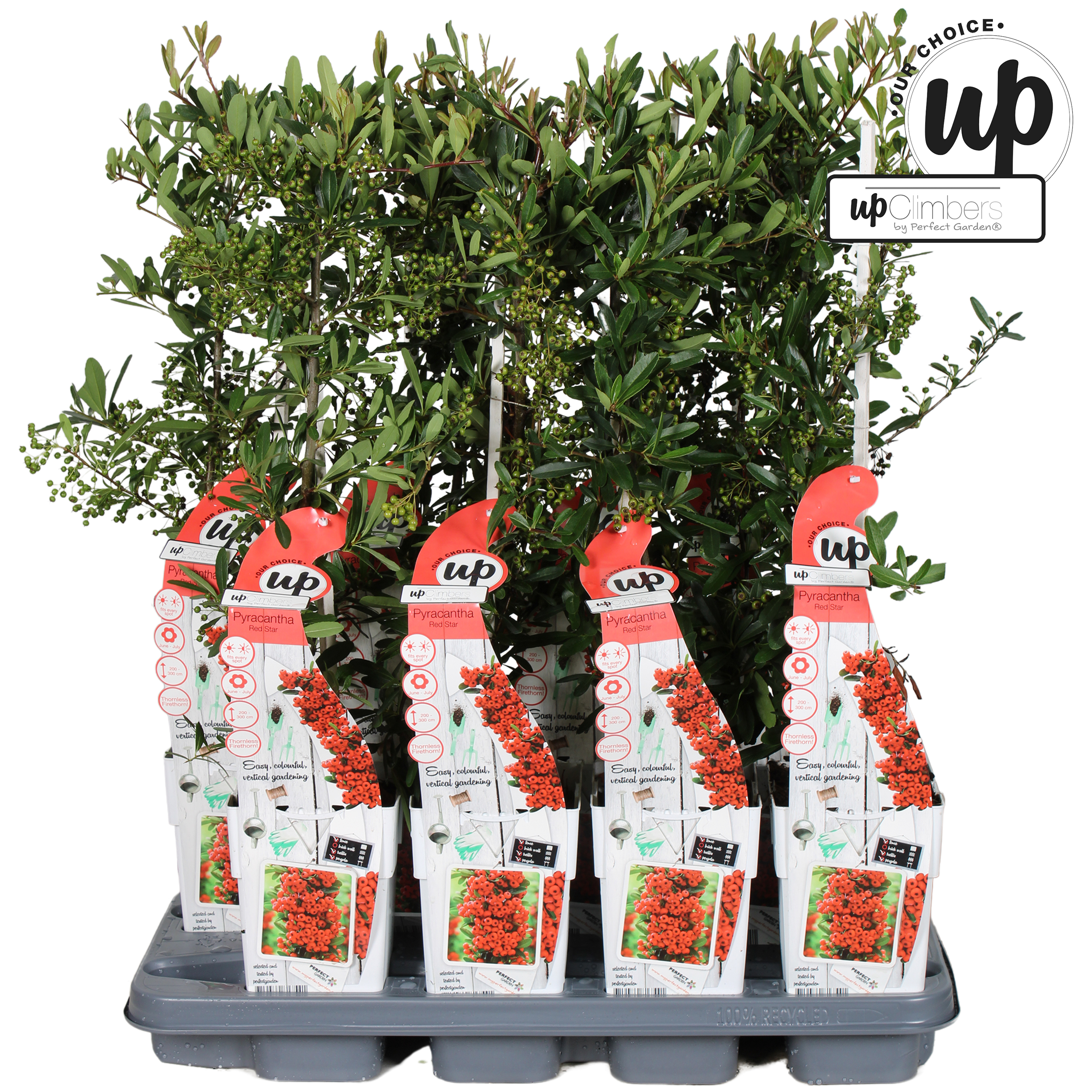 Picture of Pyracantha coccinea 'Red Star' P15