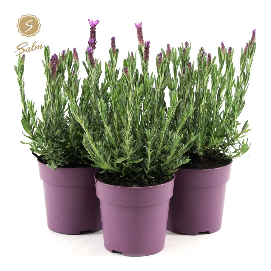 Picture of Lavandula st. 'Anouk'® Collection P12