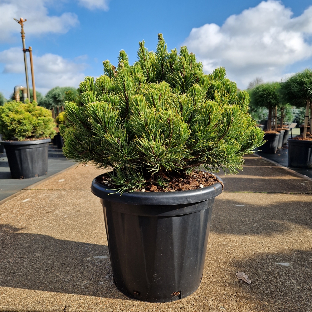 Picture of Pinus mugo Carsten's Wintergold C25 40/50 (LOOSE)