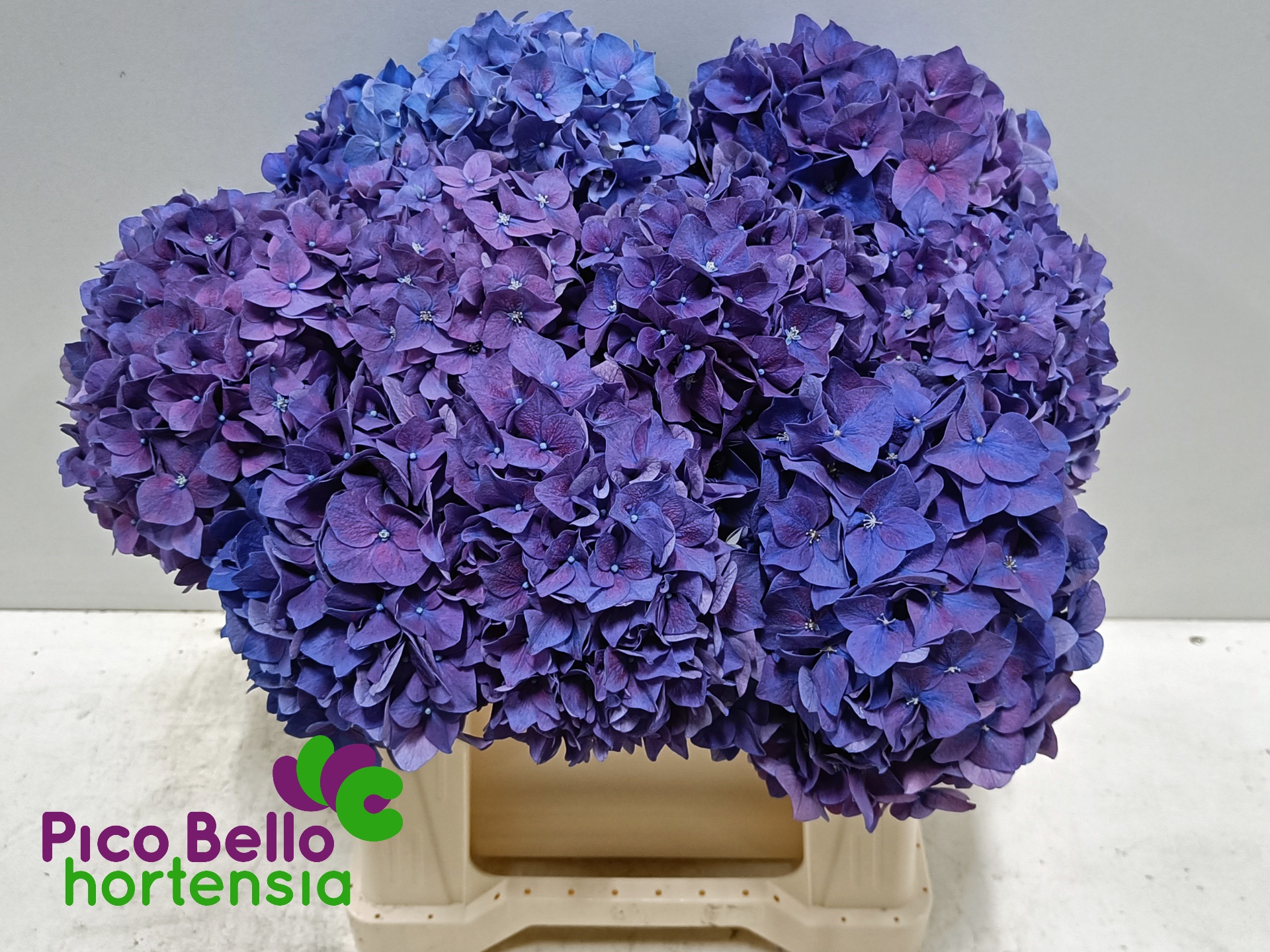 Hydrangea Rodeo Purple 40cm 14Ø
