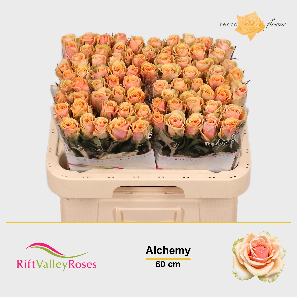 Rosa Alchemy 60cm