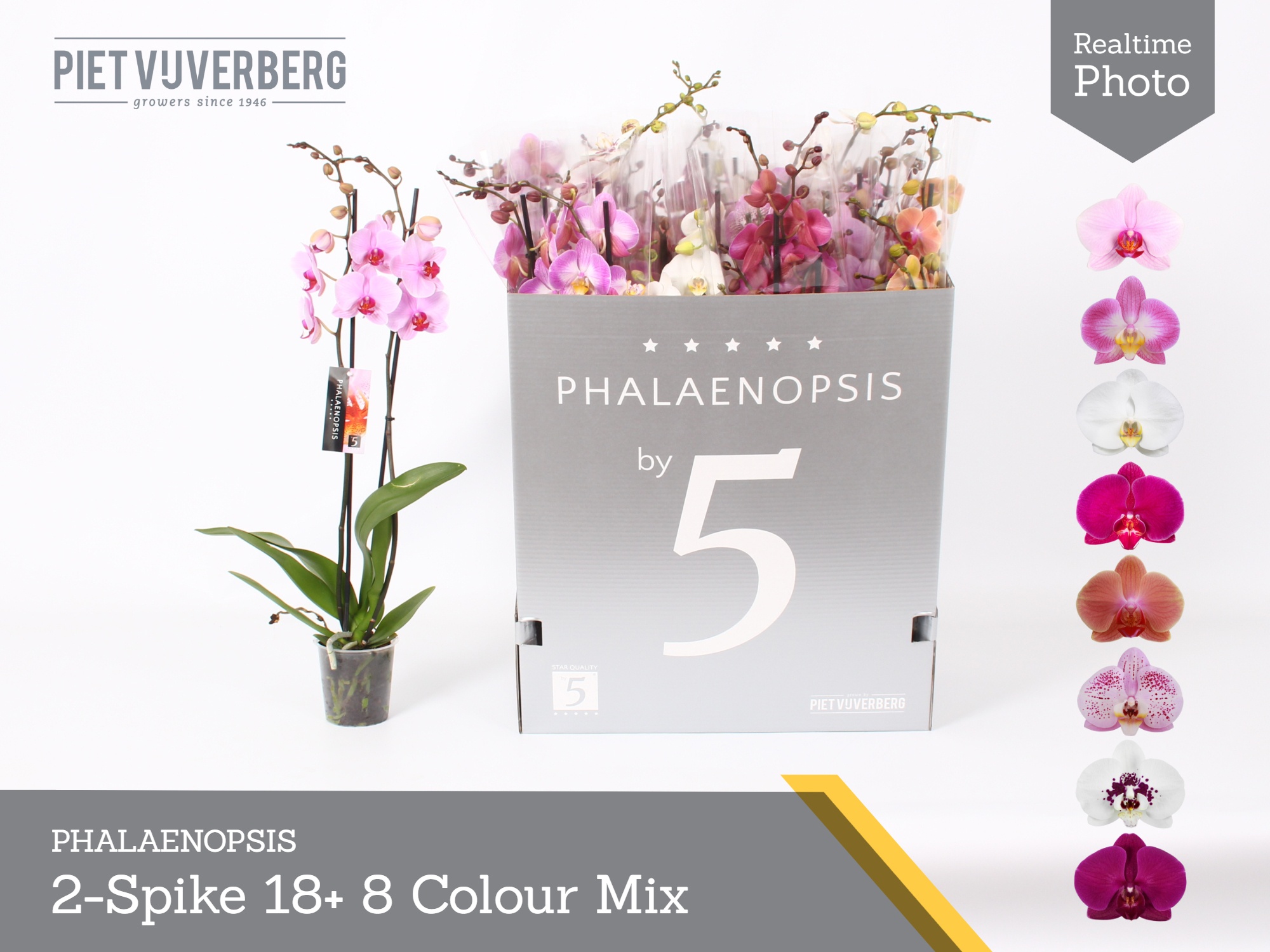 Phal Gem 8 Kl 12P 70H 2TAK 18bloem 23bloei