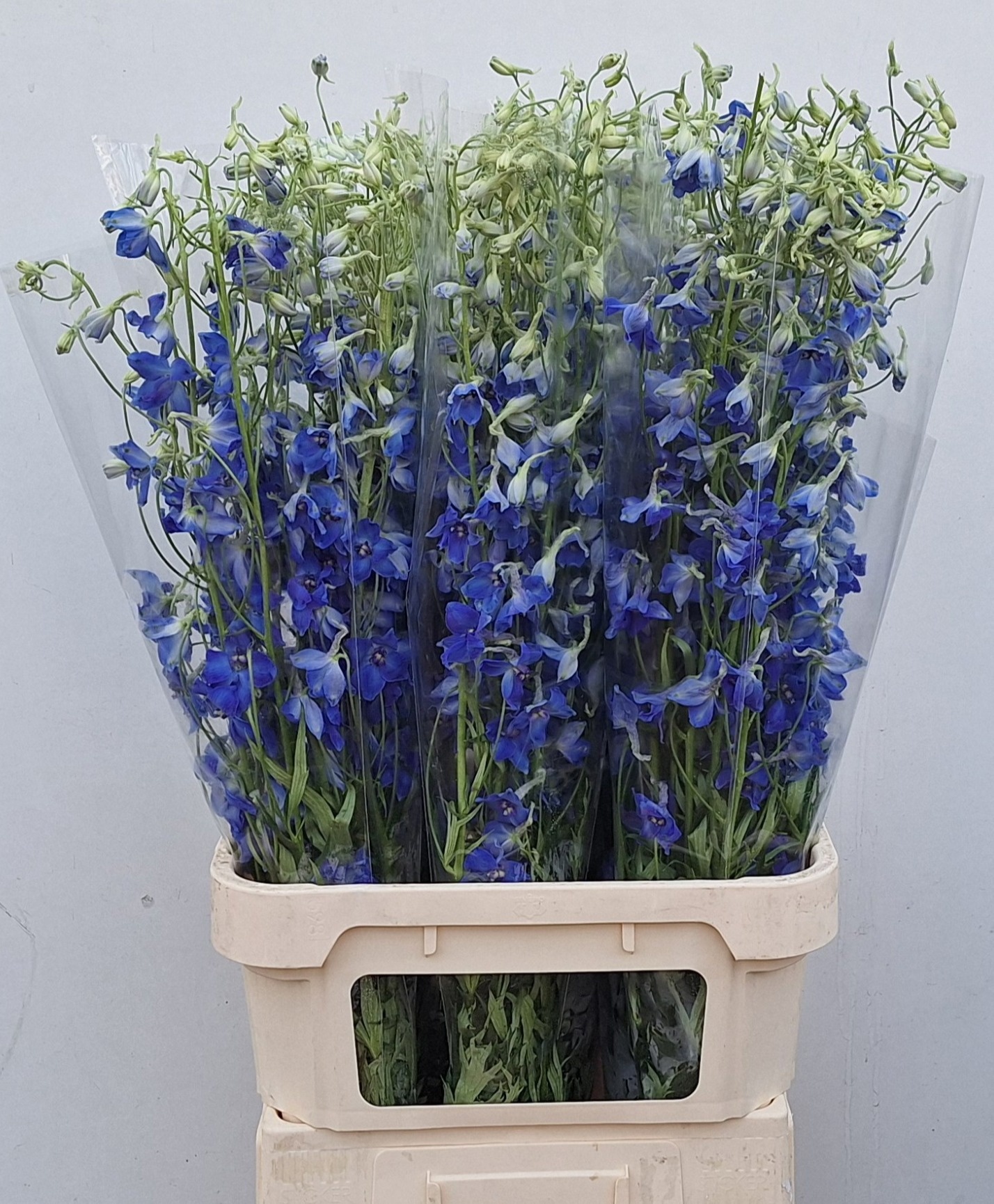 Delphinium Volkenrfrieden 100cm