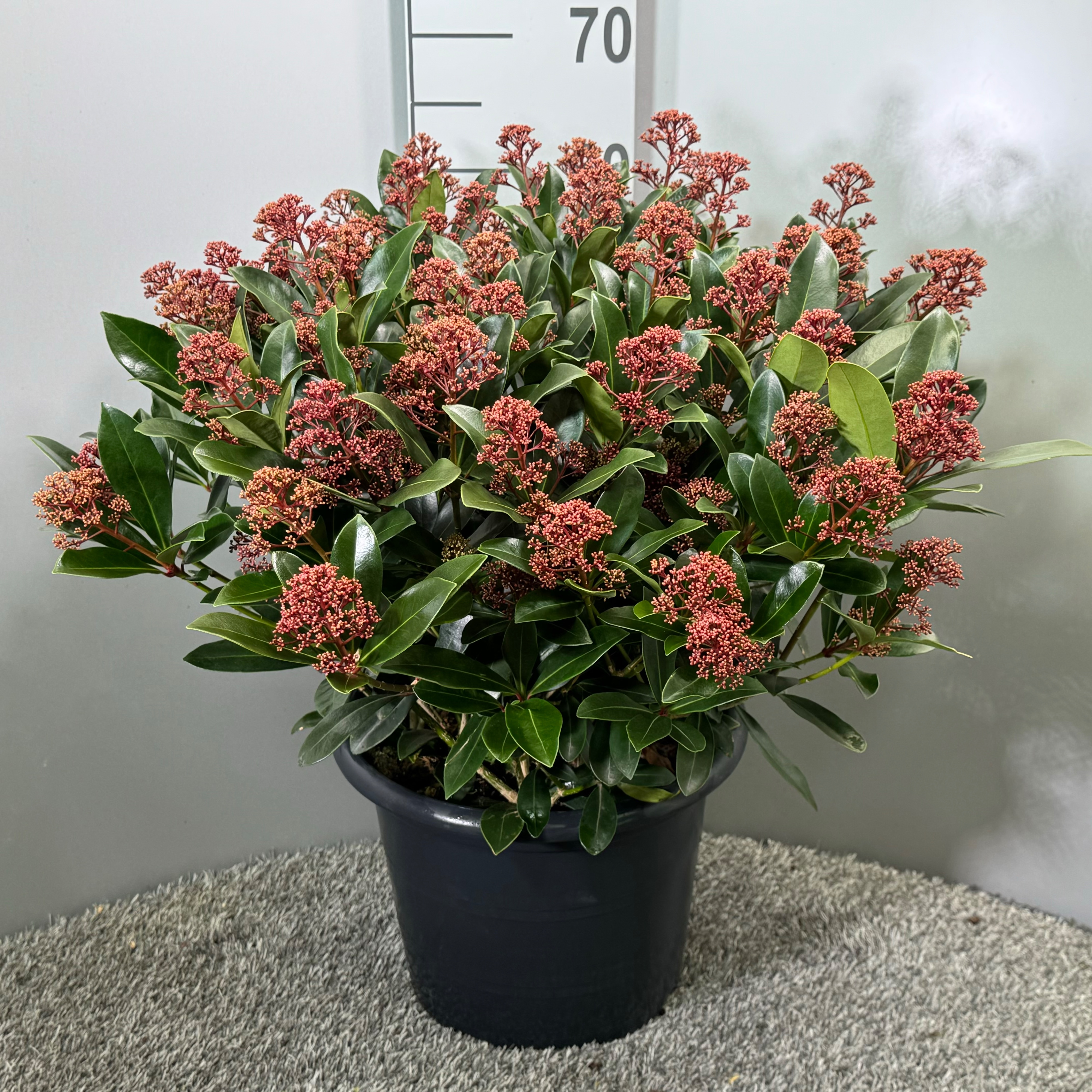 Picture of Skimmia japonica Rubella P29 (10 Ltr) (LOOSE)