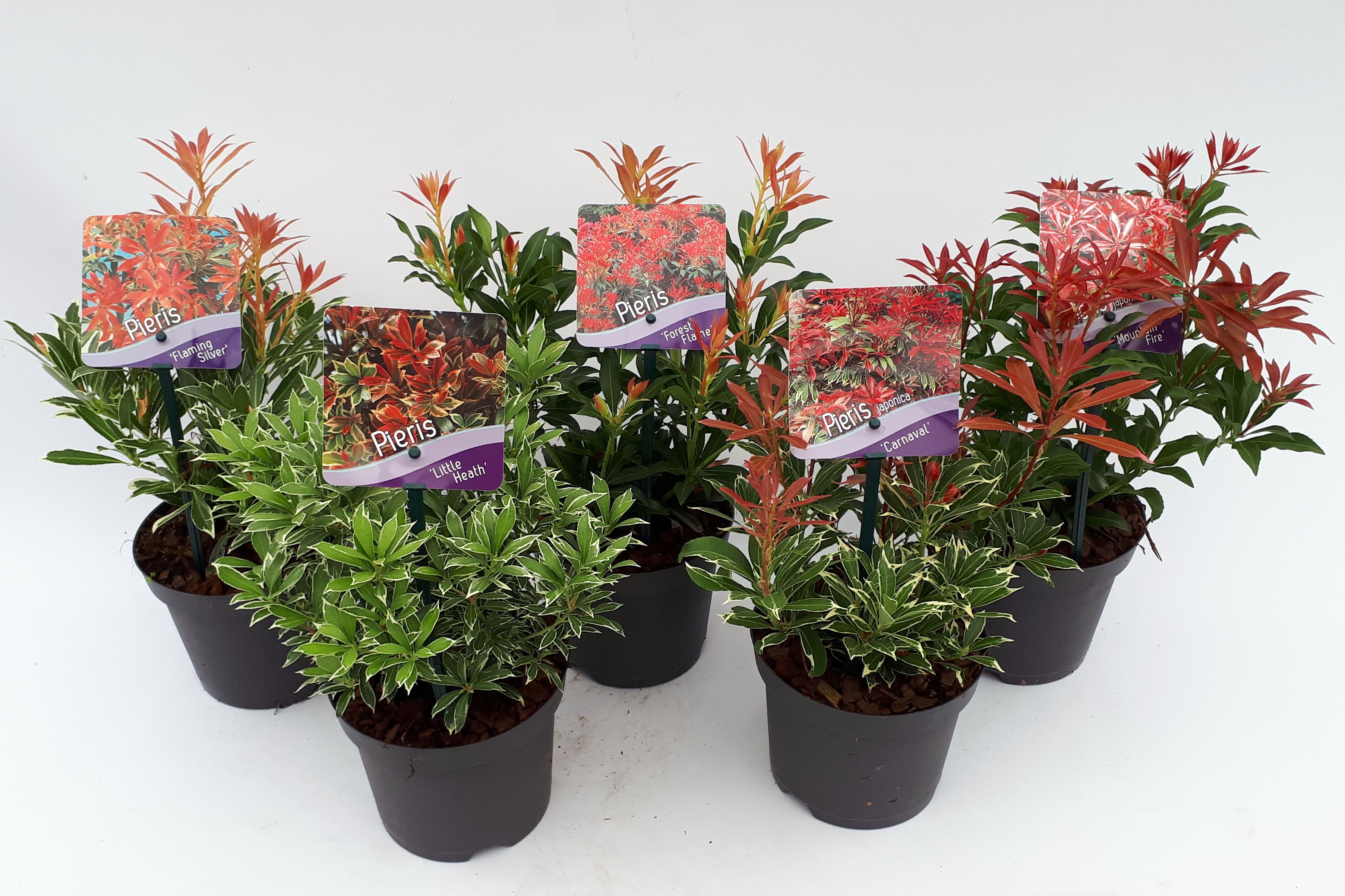 Picture of Pieris jap. Mix