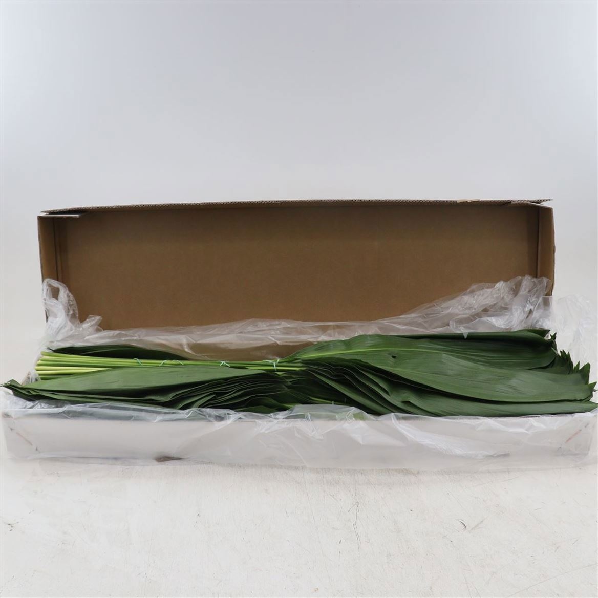 Aspidistra Leaves Bunch 80cm