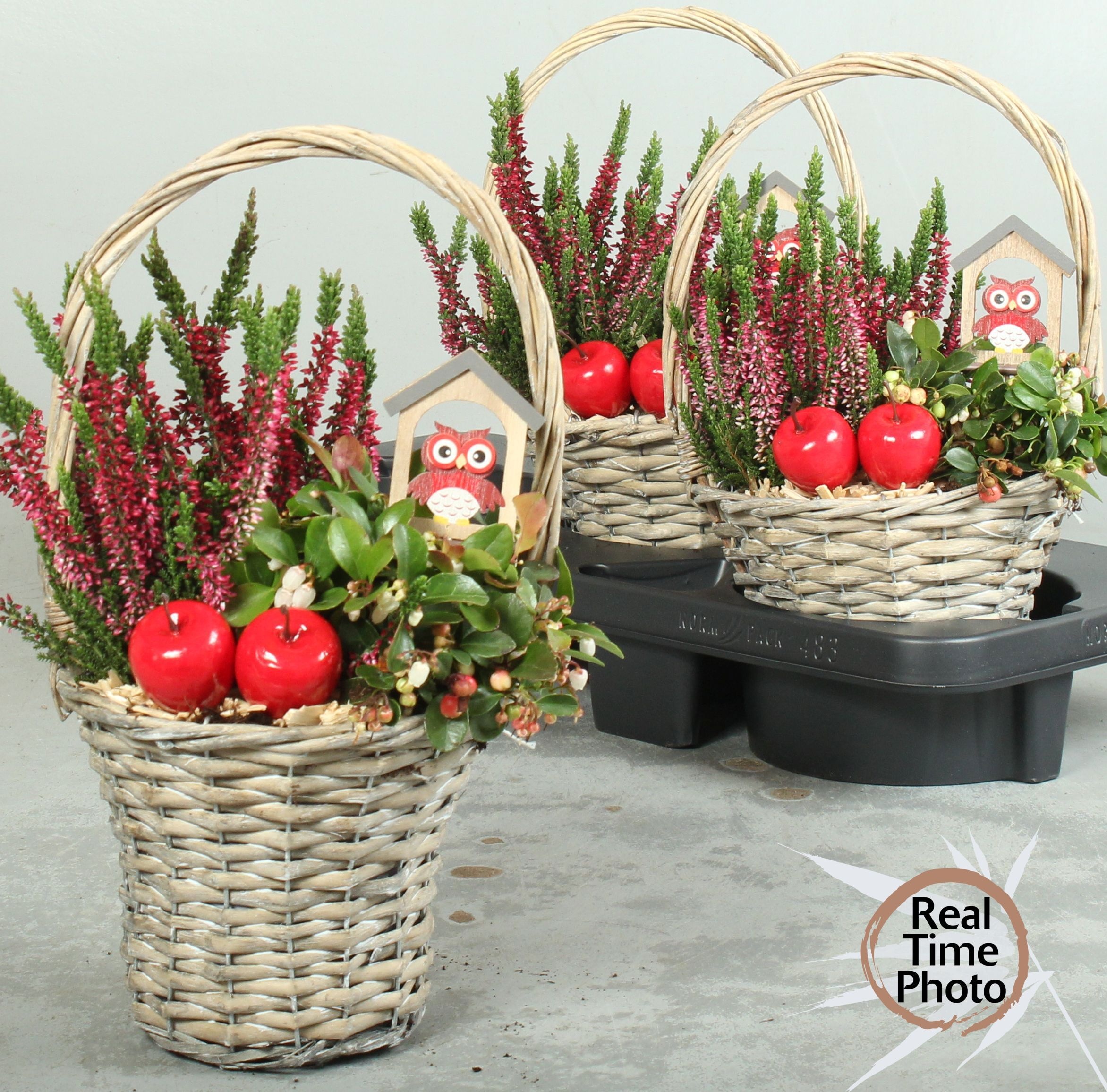 Arr Tuinplanten 18P 39cm
