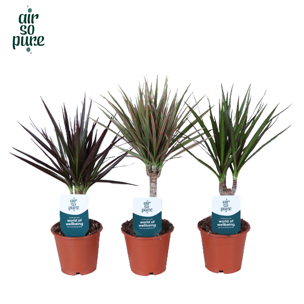 Picture of Dracaena marginata in varieties Air so Pure P12 40-50CM