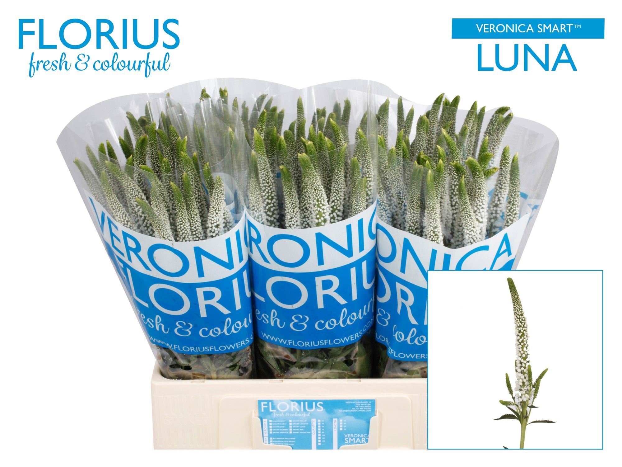 Veron Smart Luna