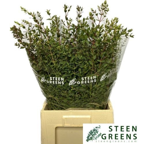 Euc Parvifolia P Bs