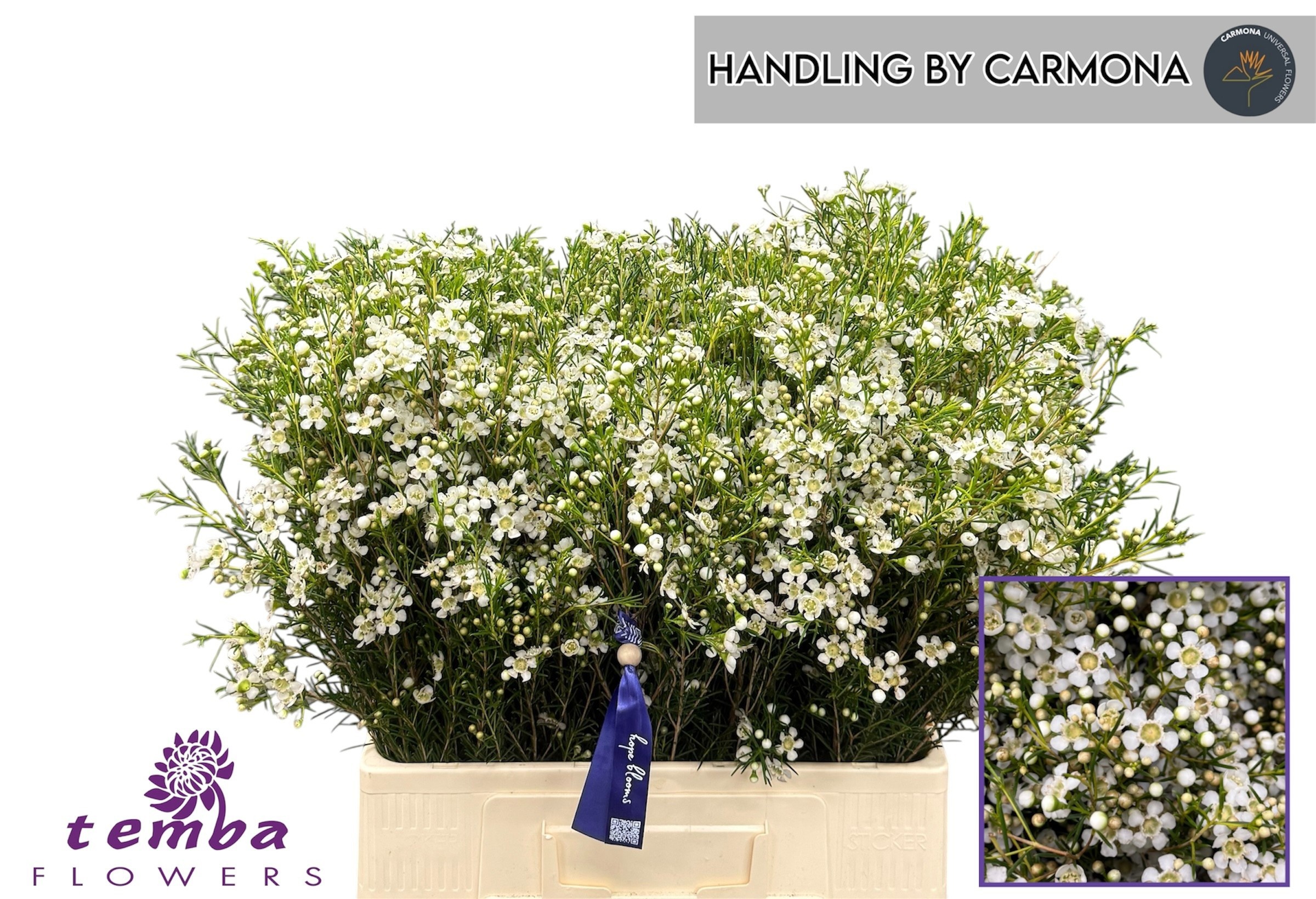 Chamelaucium Ofir 60cm 50gram