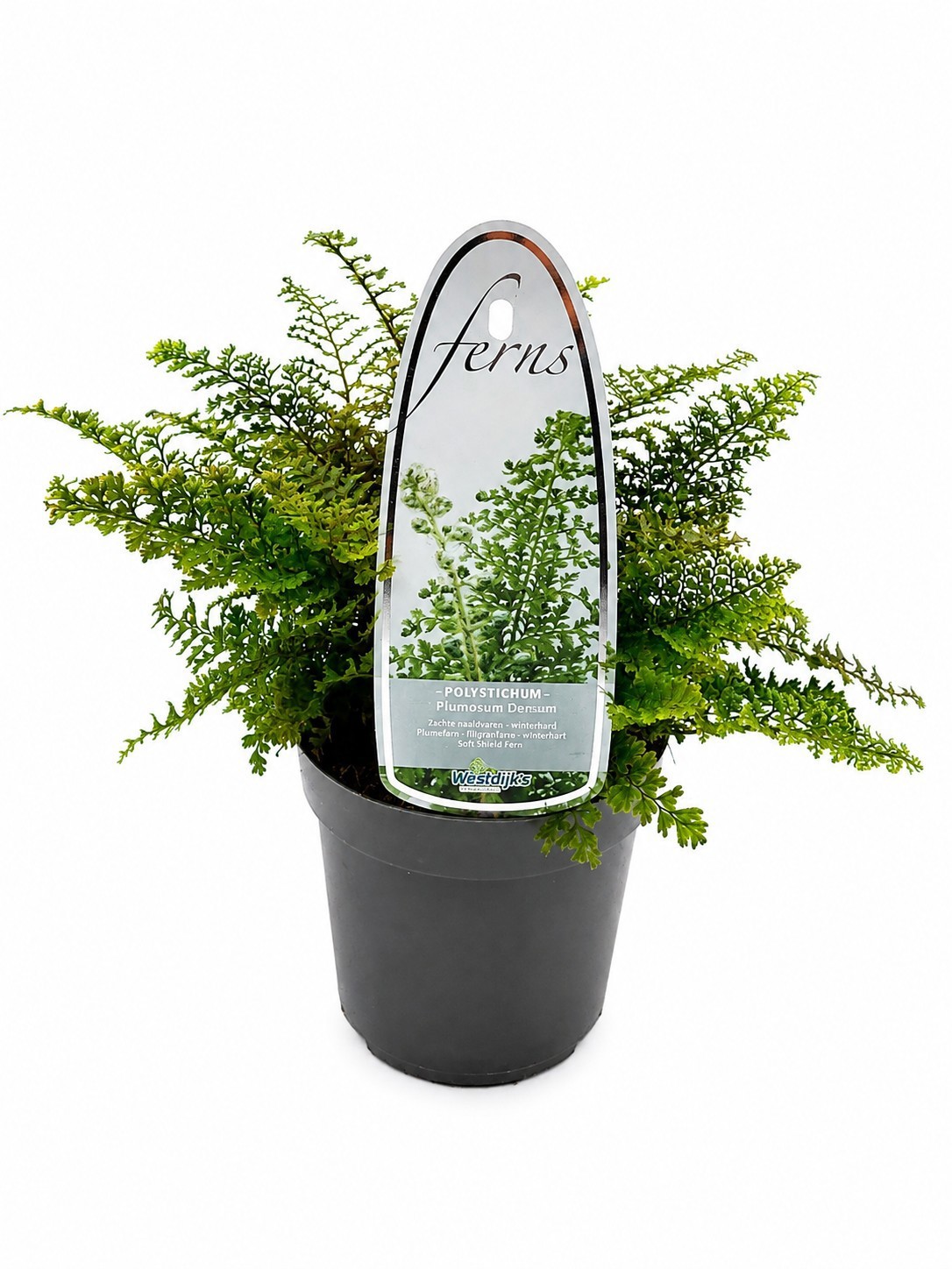 Polystichum set. 'Plumosum Densum' ES11
