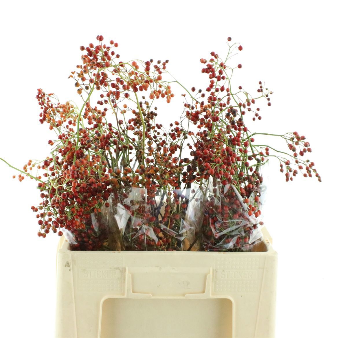 Rosehips Corallo 50cm