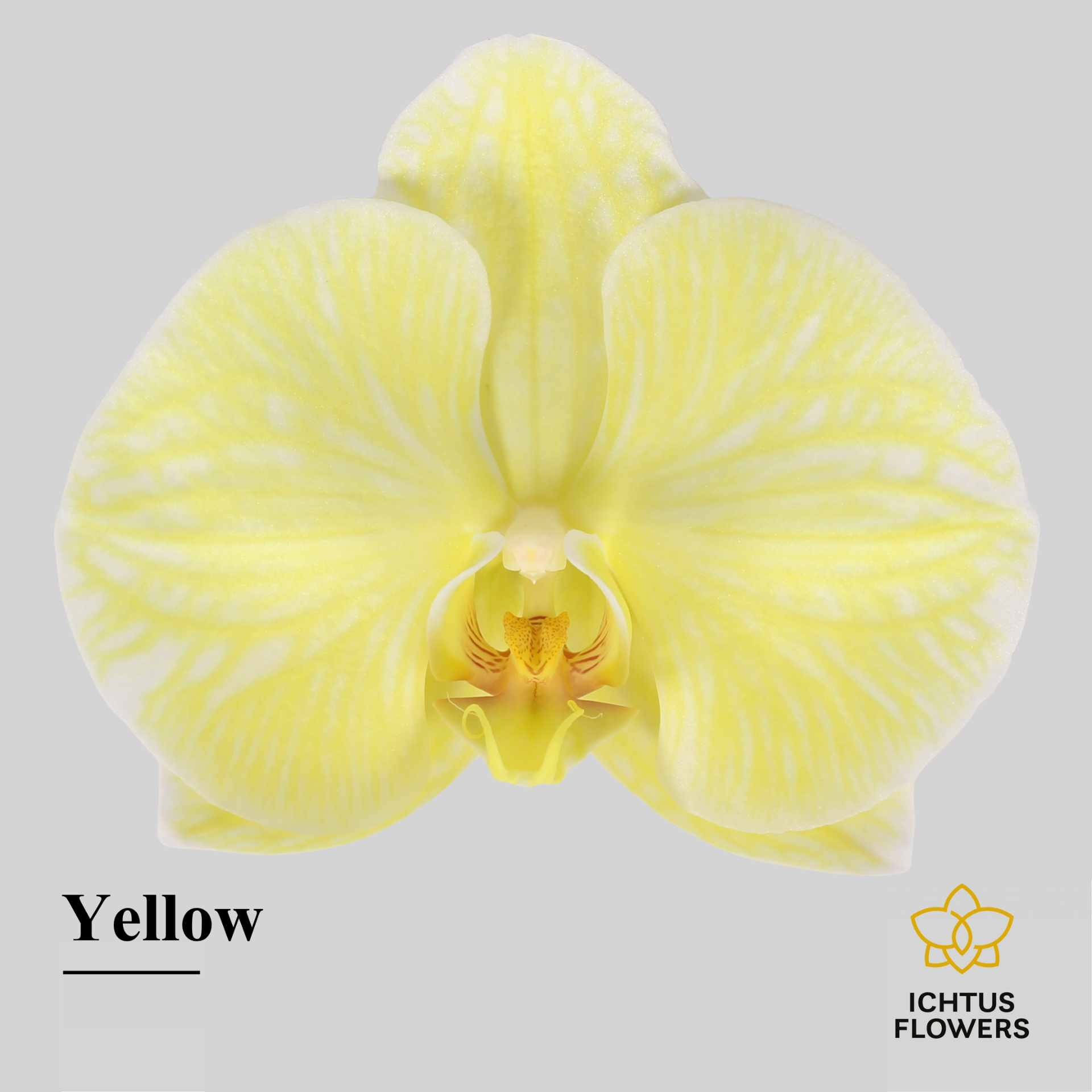 Phal Painted Excl. Yellow Bloem 25 Bloemen