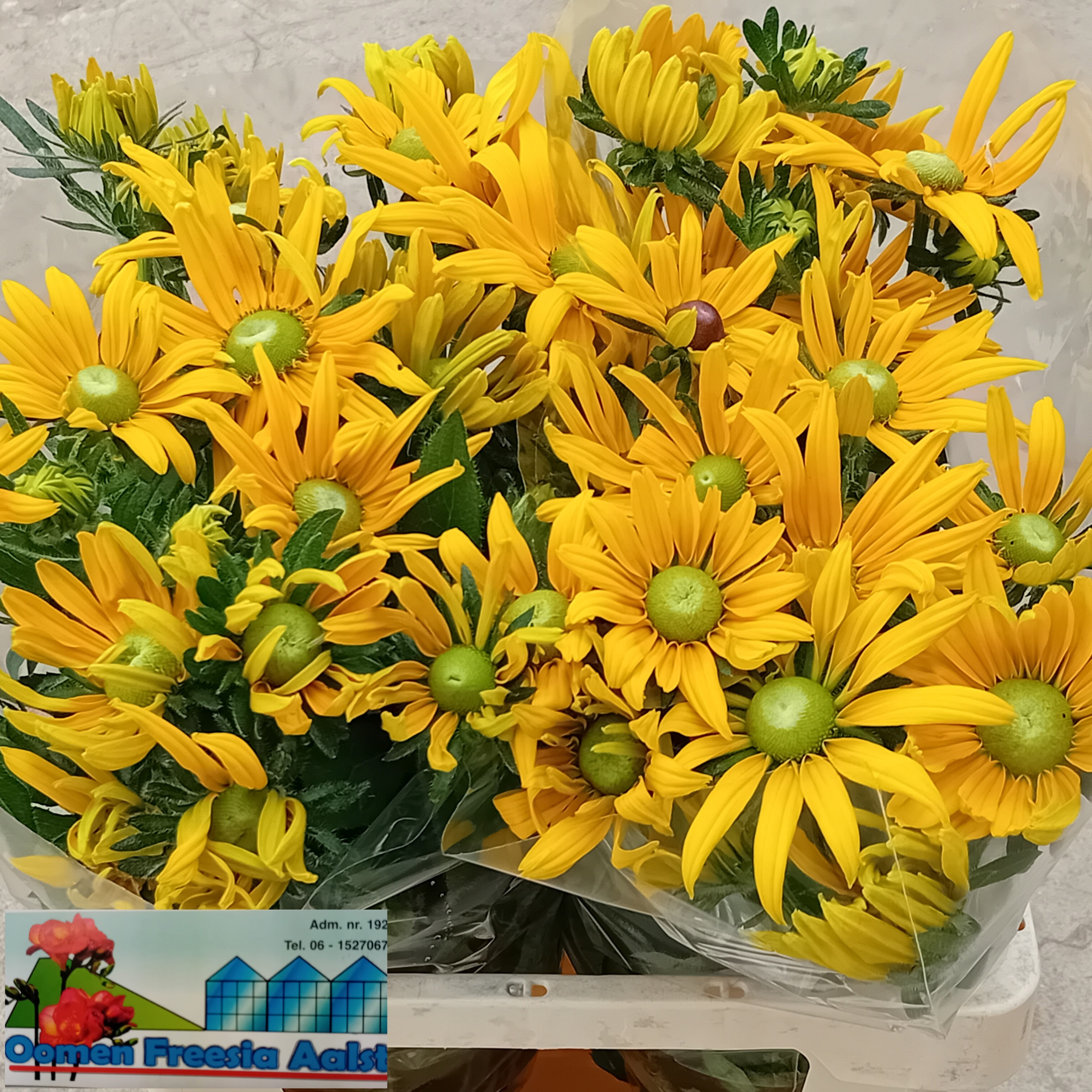 Rudbeckia Nitida 60cm