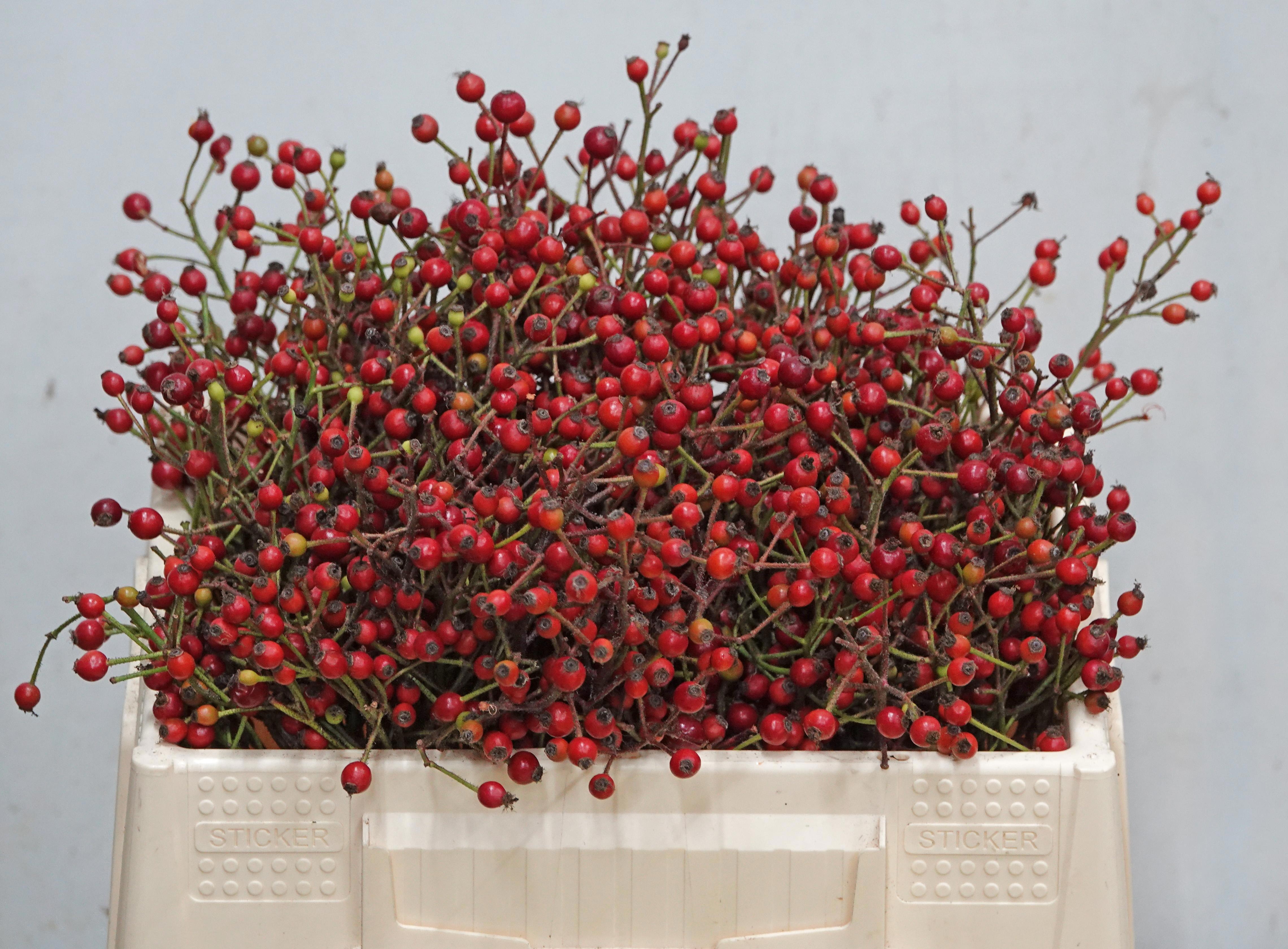 Rosa F Autumn Splash 30cm