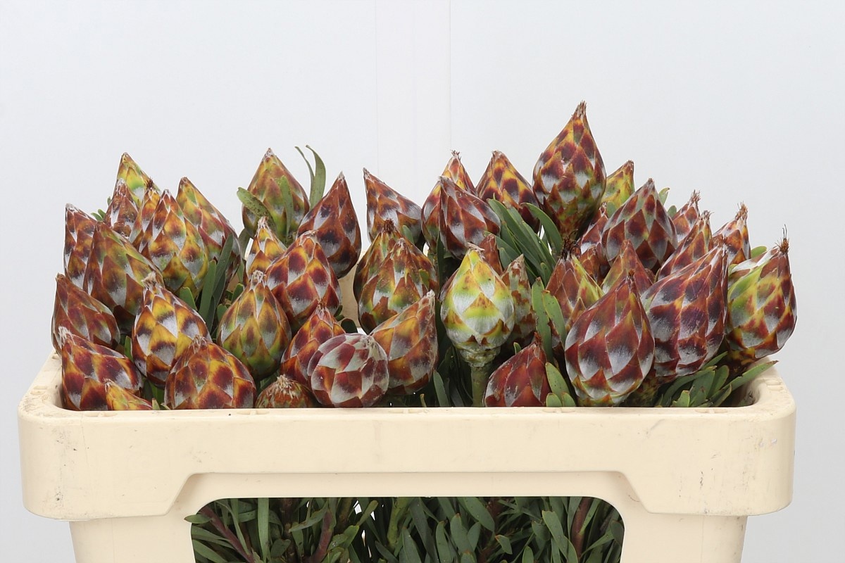 Leucadendron Rubrum Bnch 50cm