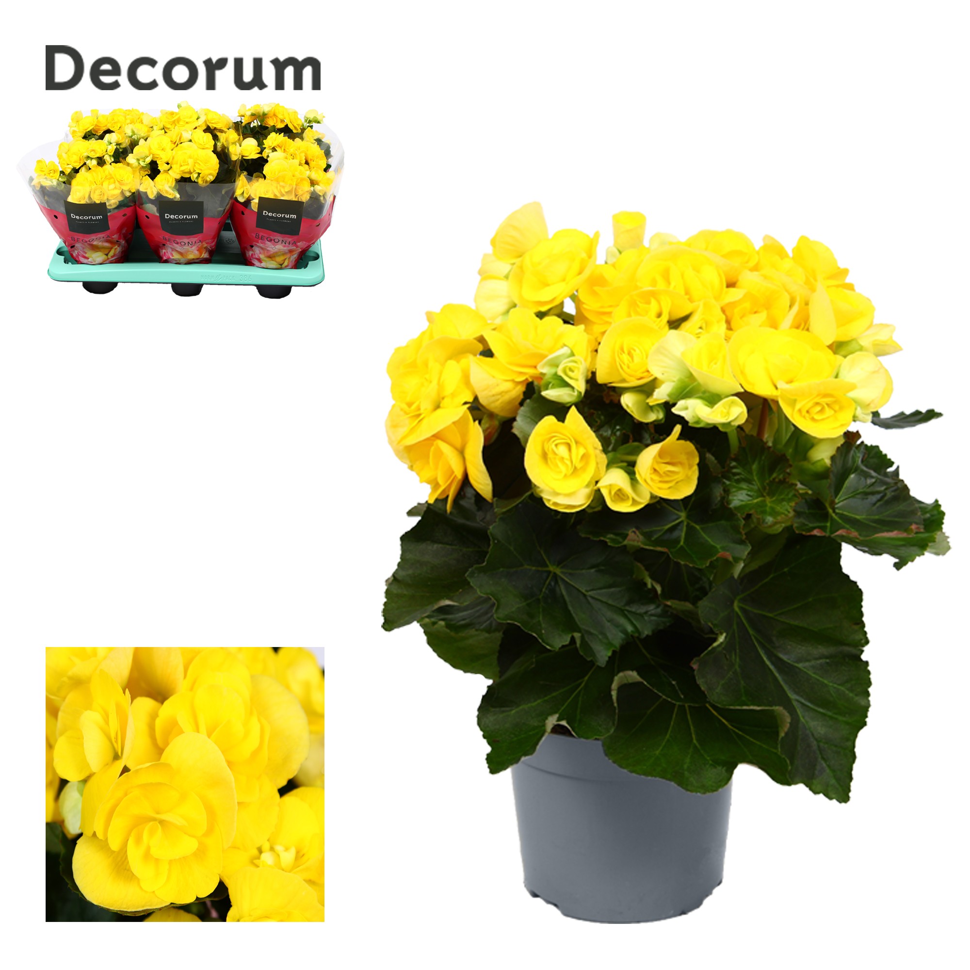 Begonia 'rebecca' geel Decorum