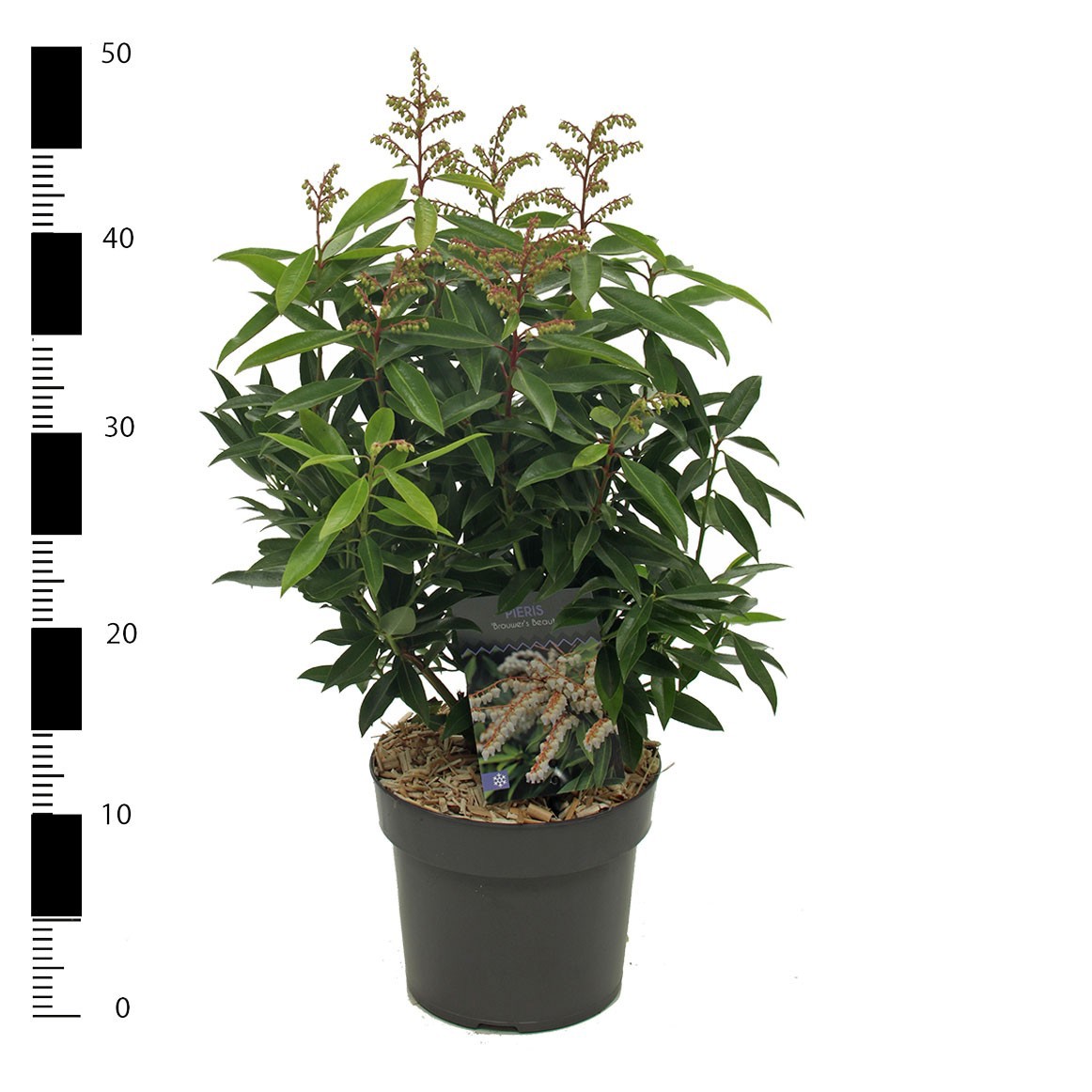 Picture of Pieris floribunda 'Brouwer's Beauty'