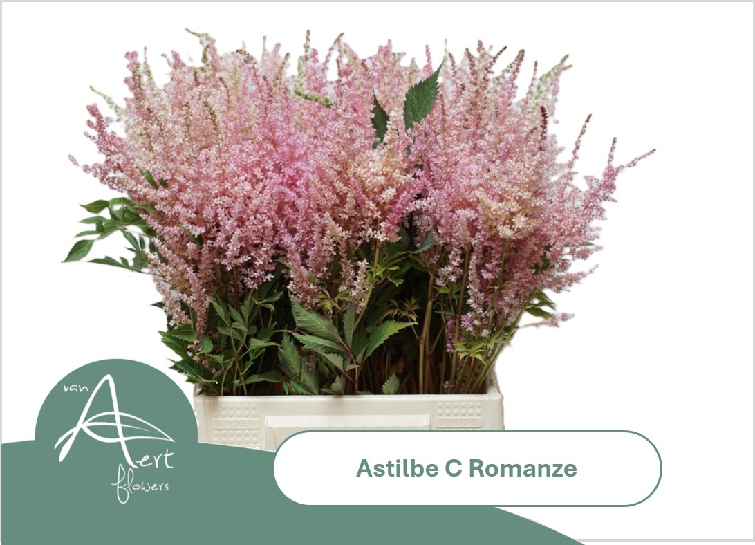 Astilbe Romanze 50cm