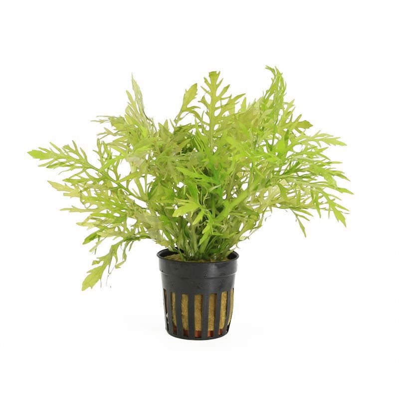 Hygrophila difformis