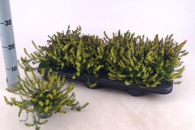 Eric Carnea 9Ø 15cm