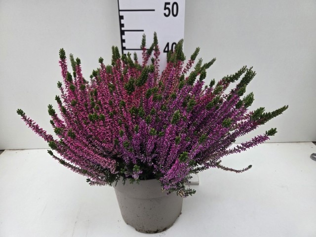 Callu Ga G Tri Girls 24Ø 40cm