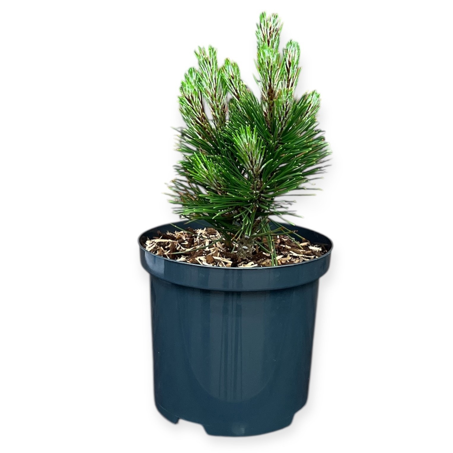 Pinus heldreichii 'Compact Gem'