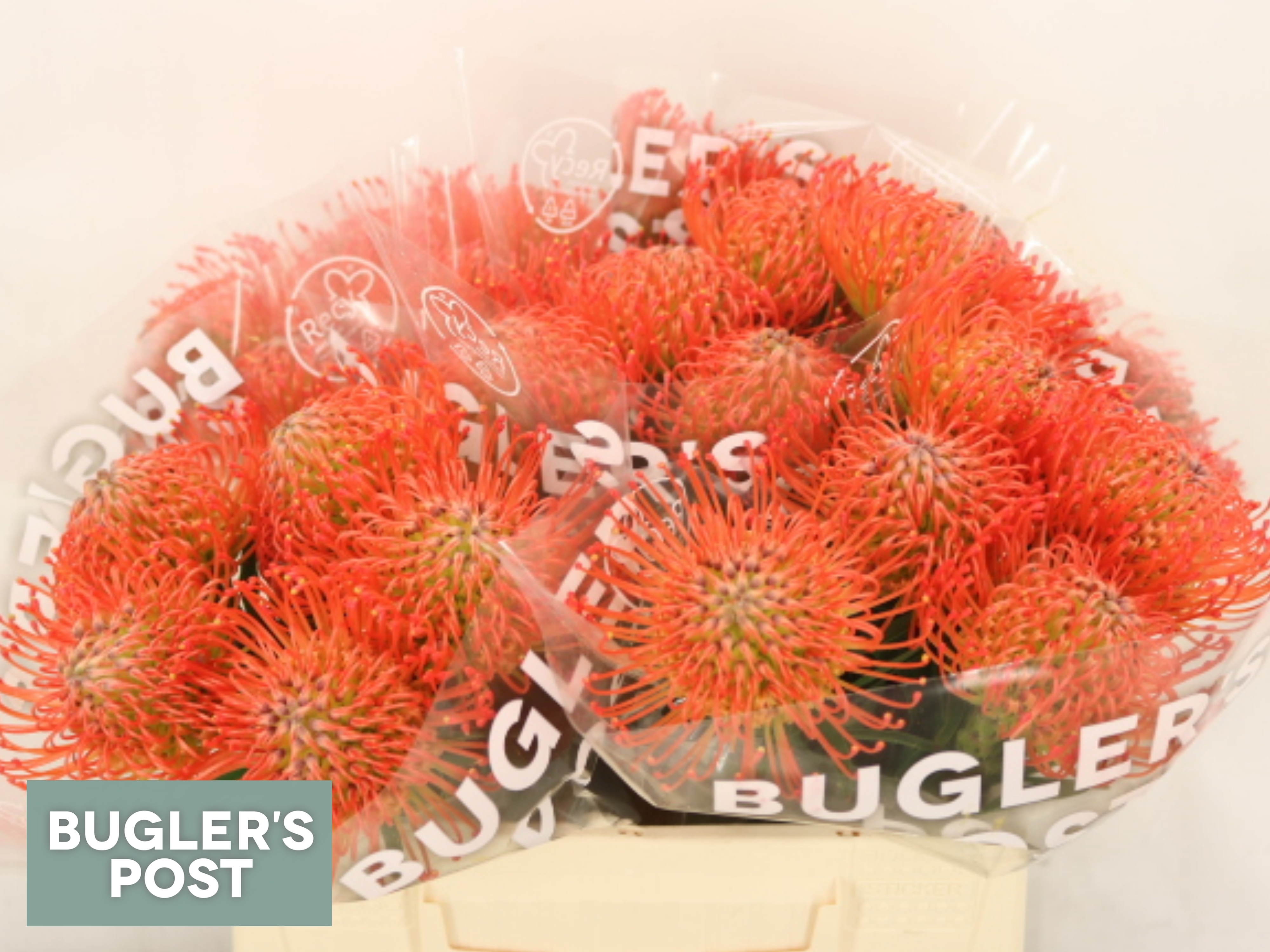 Leucospermum Succession 40cm