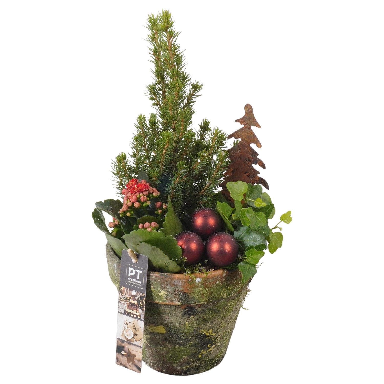 Picture of PTKB9421 Arrangement X-Mas in terracotta pot P14 33CM