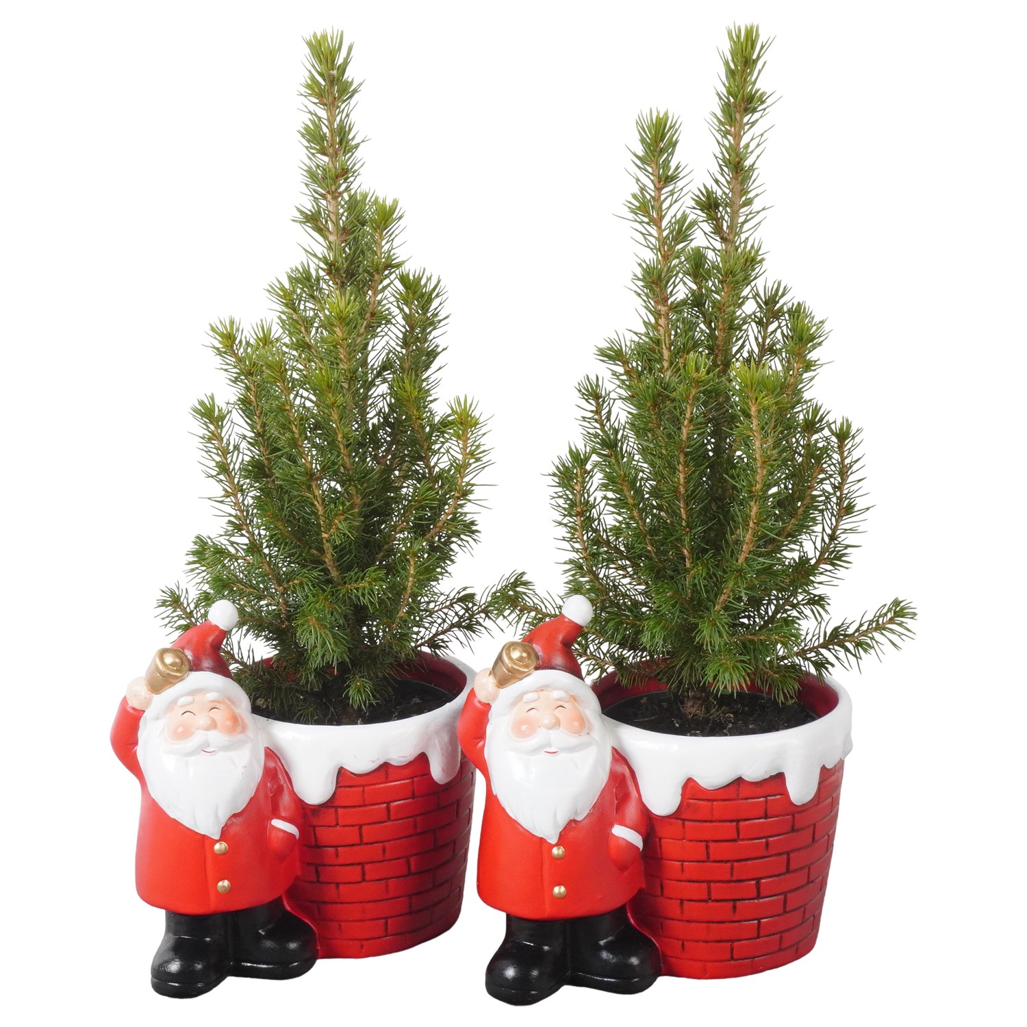 Picture of PTK24355 Picea Conica Perfecta in ceramic pot P9 30CM