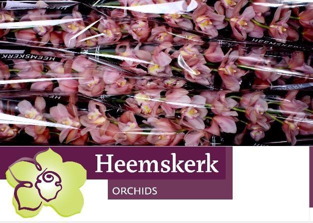 Cymbidium Salmon Delight 12/15bl