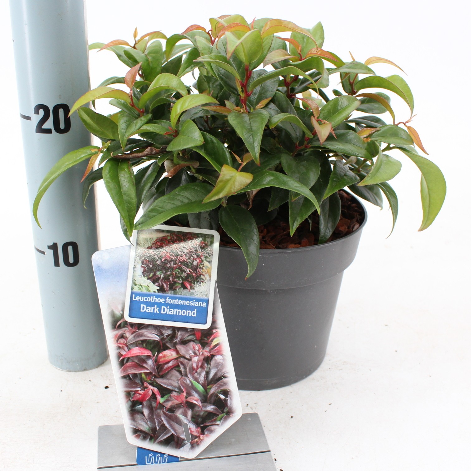 Picture of Leucothoe Dark Diamond (‘BLULE1801’ PBR) P17 25CM