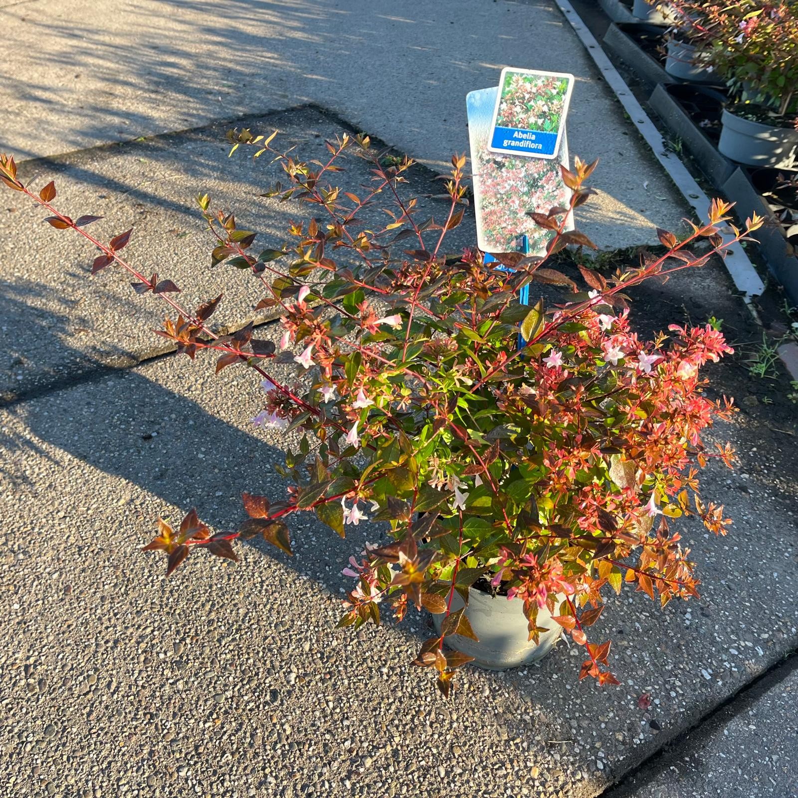 Picture of Abelia grandiflora