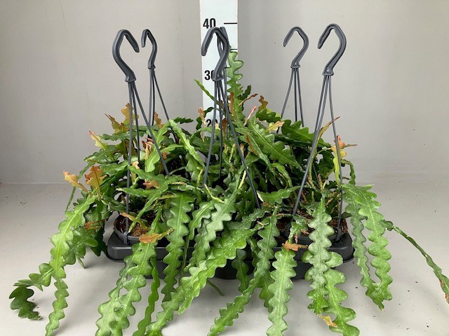 Epiphyllum anguliger hang
