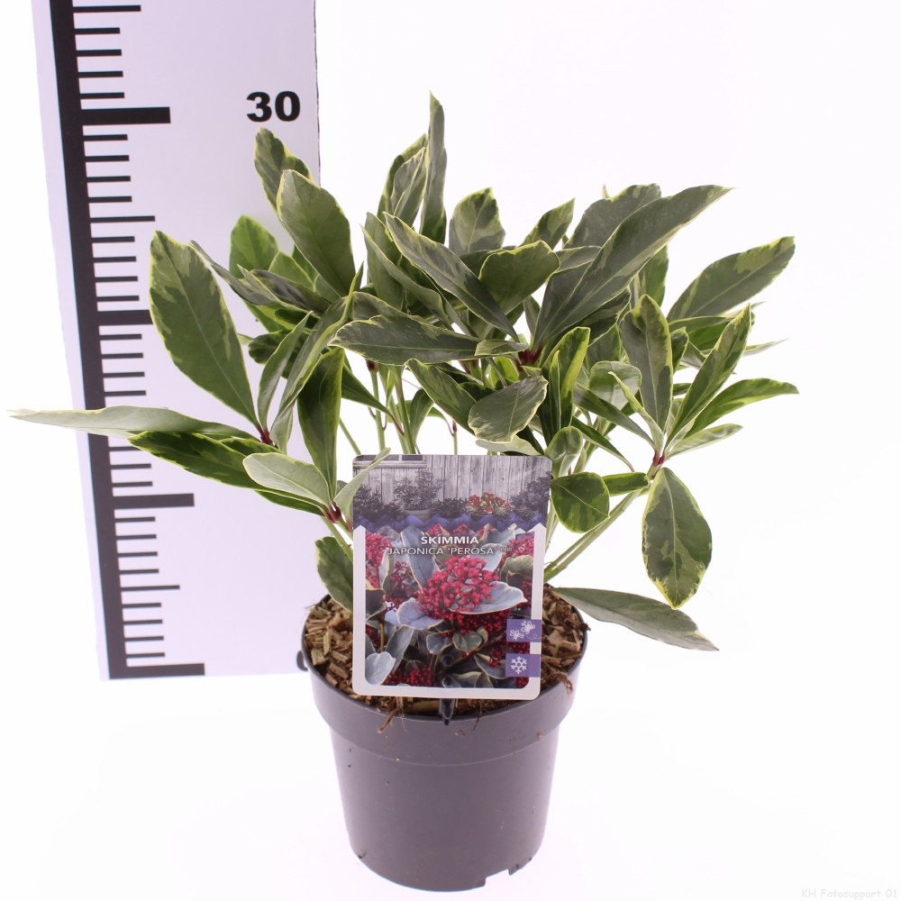 Picture of Skimmia japonica 'Perosa' PBR