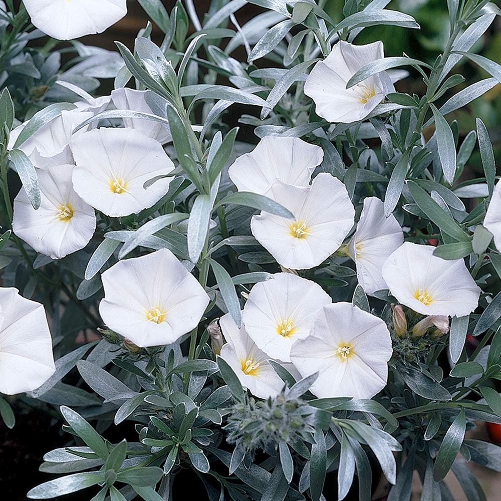 Picture of Convolvulus cneorum