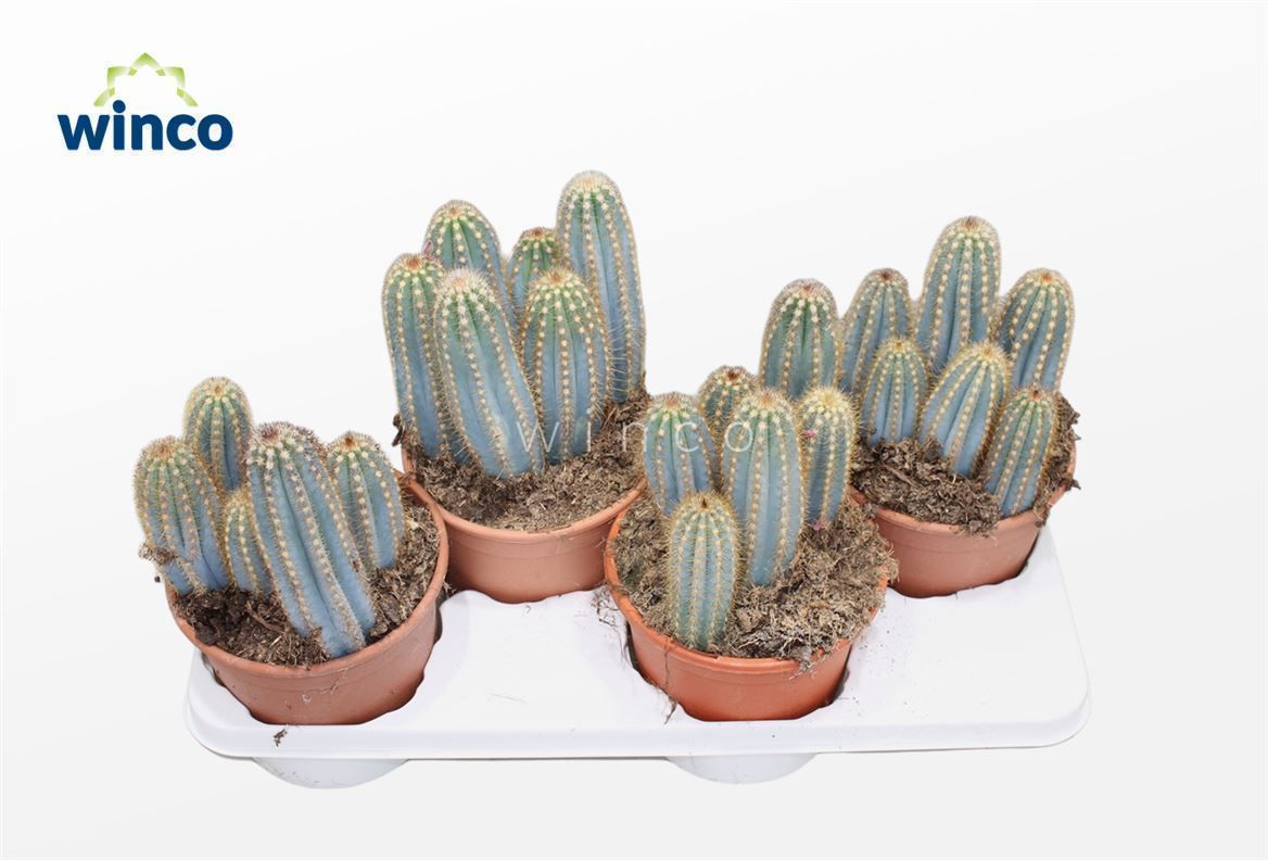 Picture of Pilosocereus Azureus P17 40CM