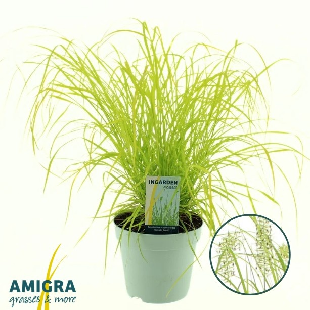 Picture of Pennisetum alopecuroides 'Hameln Gold'