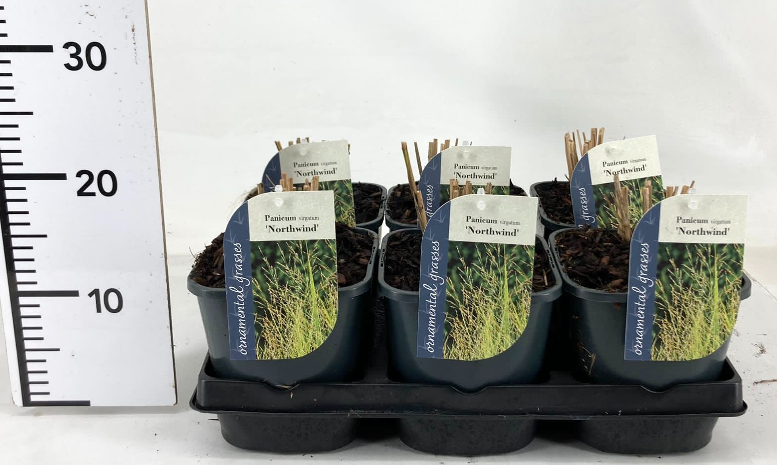 Picture of Panicum virgatum Northwind P17 (2 Ltr)