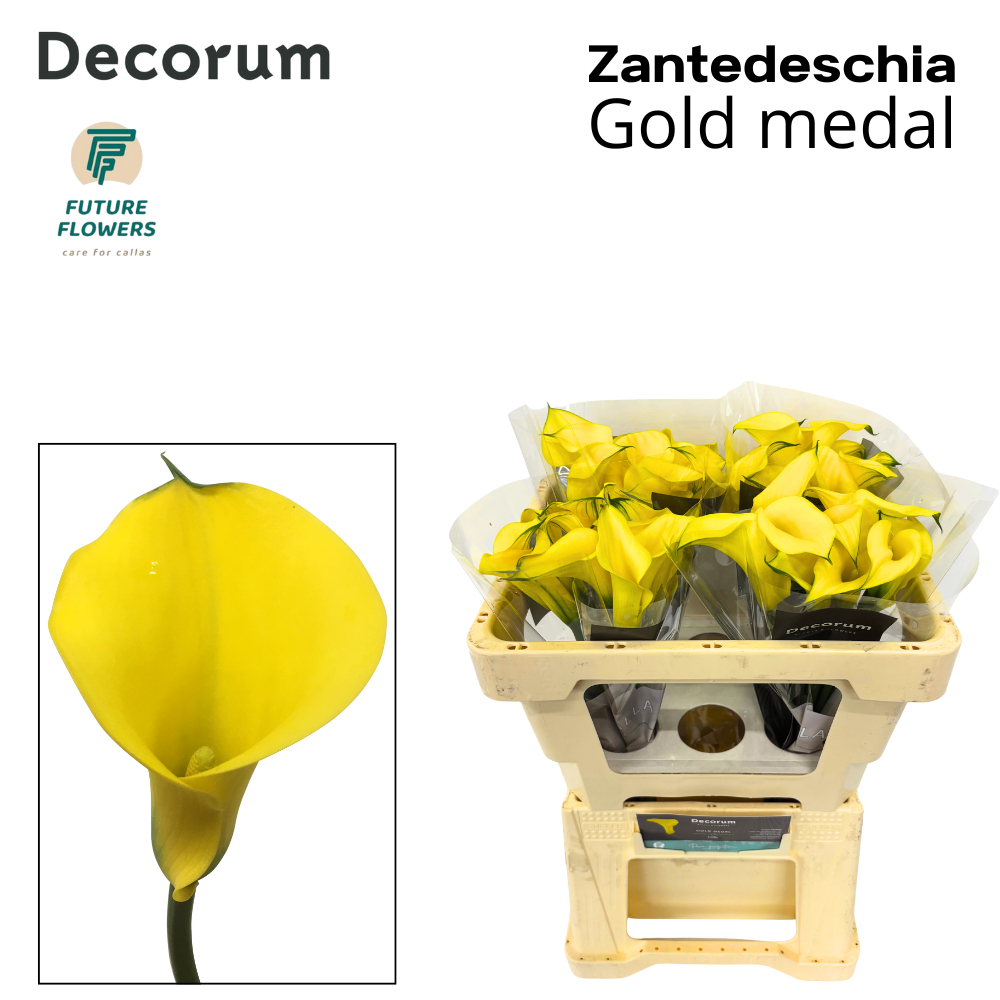 Zant Gold Medal