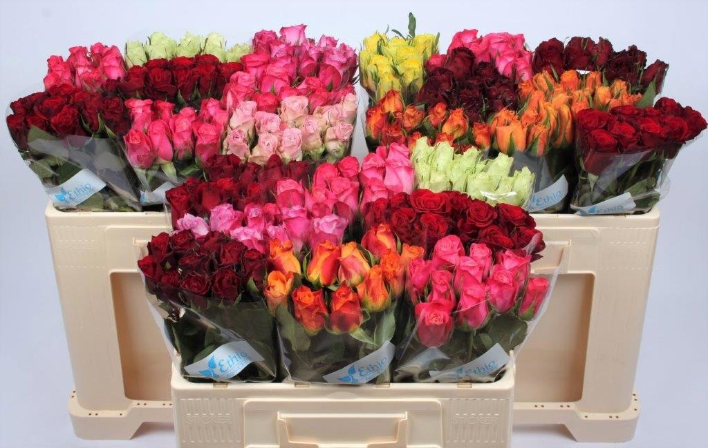 Rosa Mixed In Bucket 50cm