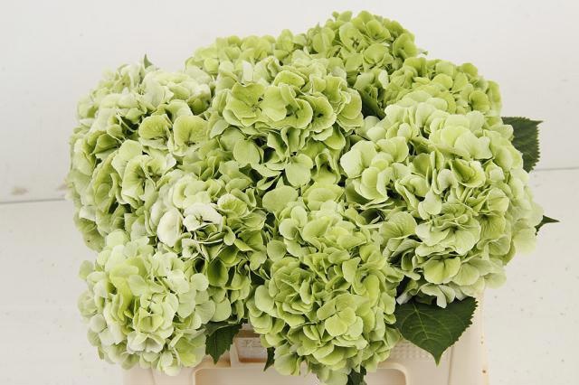 Hydrangea Verena Classic Blue 50cm 16Ø